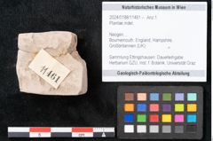 Foto (Objekt + Etikett) von Plantae indet.  (NHMW-GEO-2024-0188-11461)